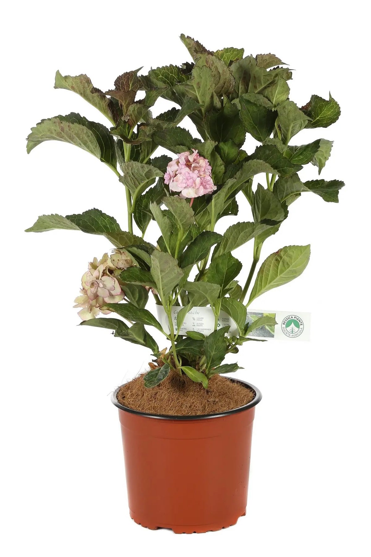 Ortensia Hydrangea macrophylla You And Me Forever  in vaso