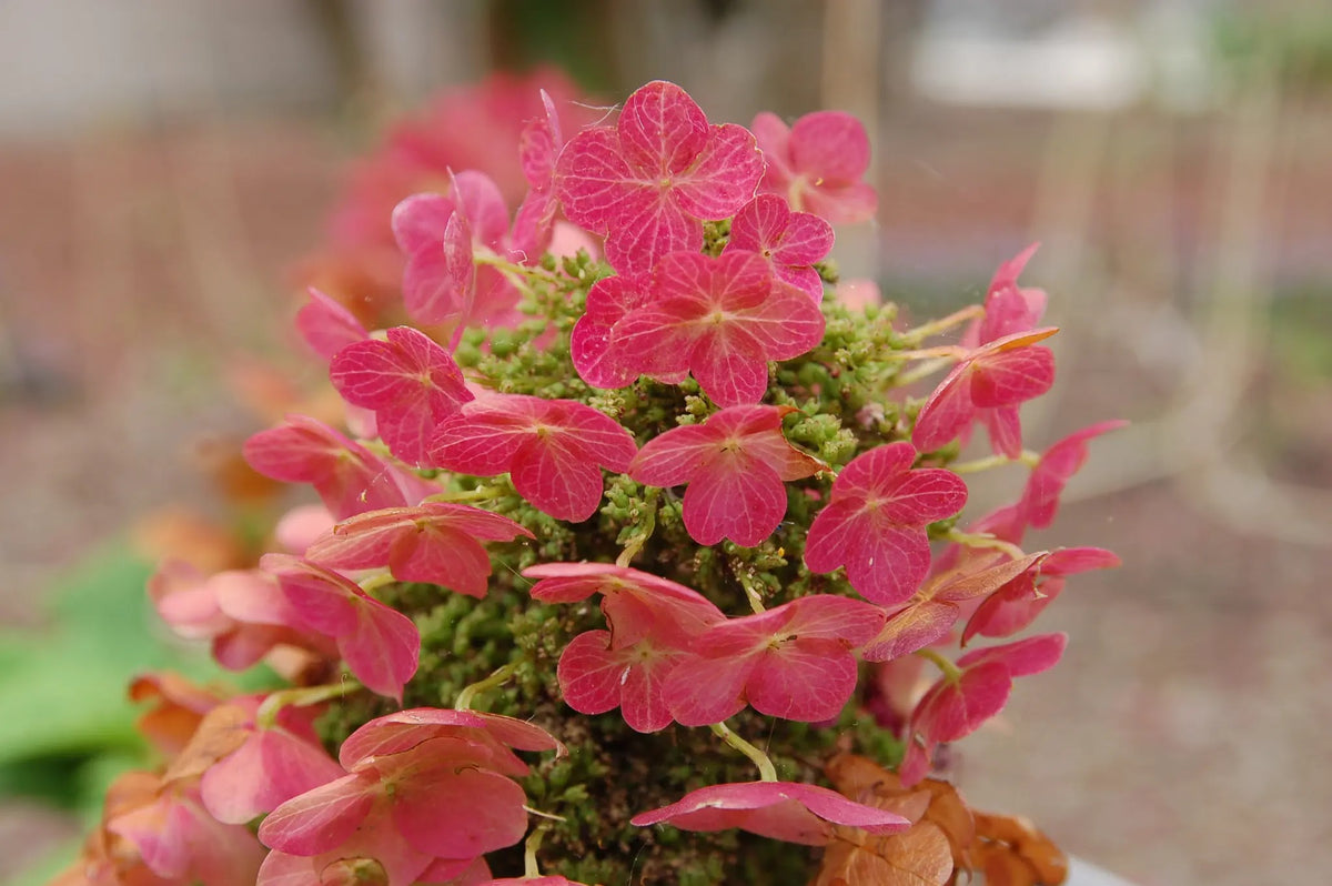 Fiori rosa di Hydrangea Ruby Slippers