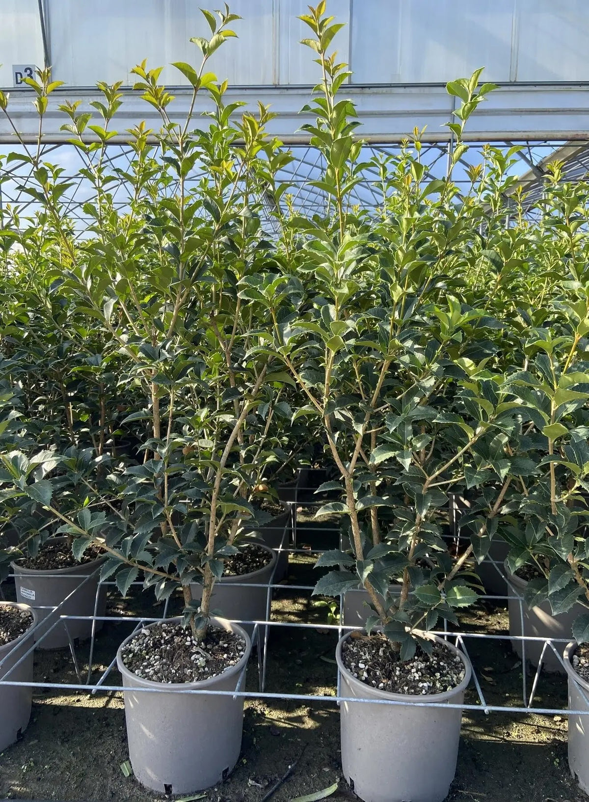 Osmanthus aquifolium