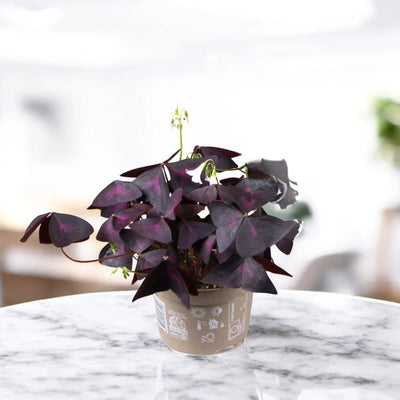 Oxalis triangularis Mijke, dettaglio delle foglie triangolari viola