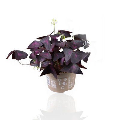 Oxalis triangularis 'Mijke' sfondo bianco