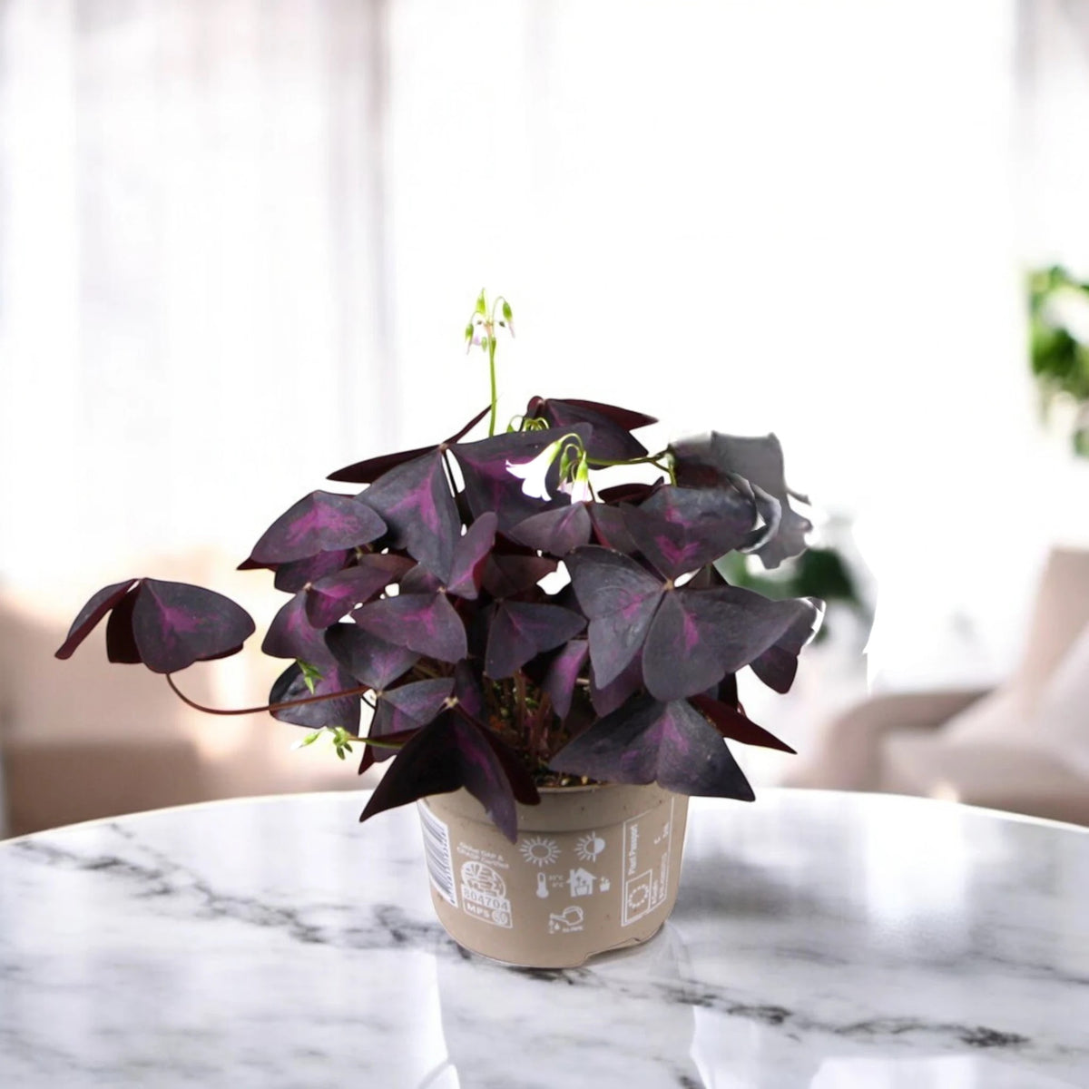 Oxalis triangularis sul tavolo di marmo