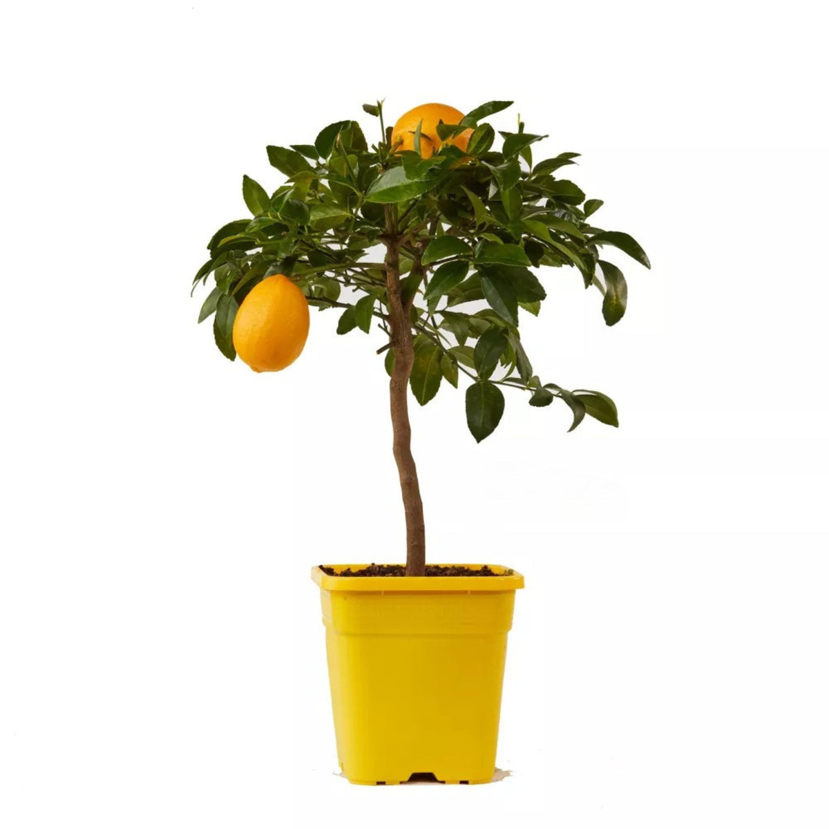 Agrume limone Meyer carico di frutti dorati tra fogliame verde brillante
