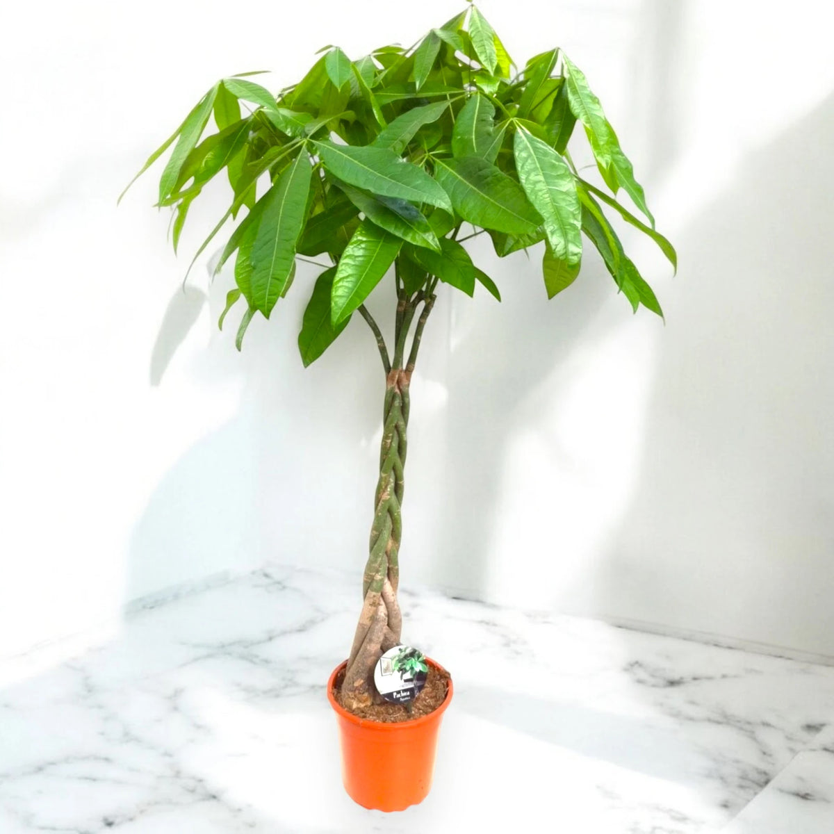 Pachira aquatica