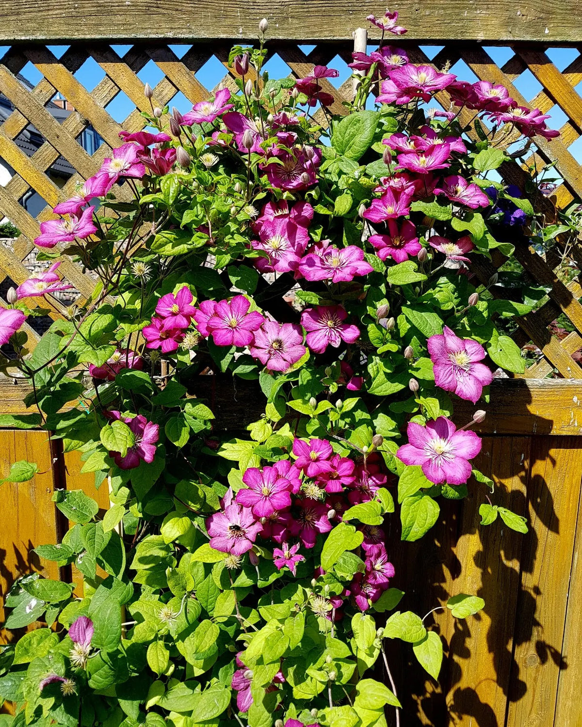 Cascata di fiori rosa di clematis