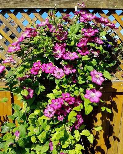Cascata di fiori rosa di clematis
