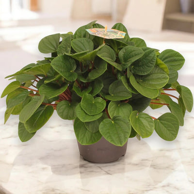 Peperomia albovittata 'Rana verde'