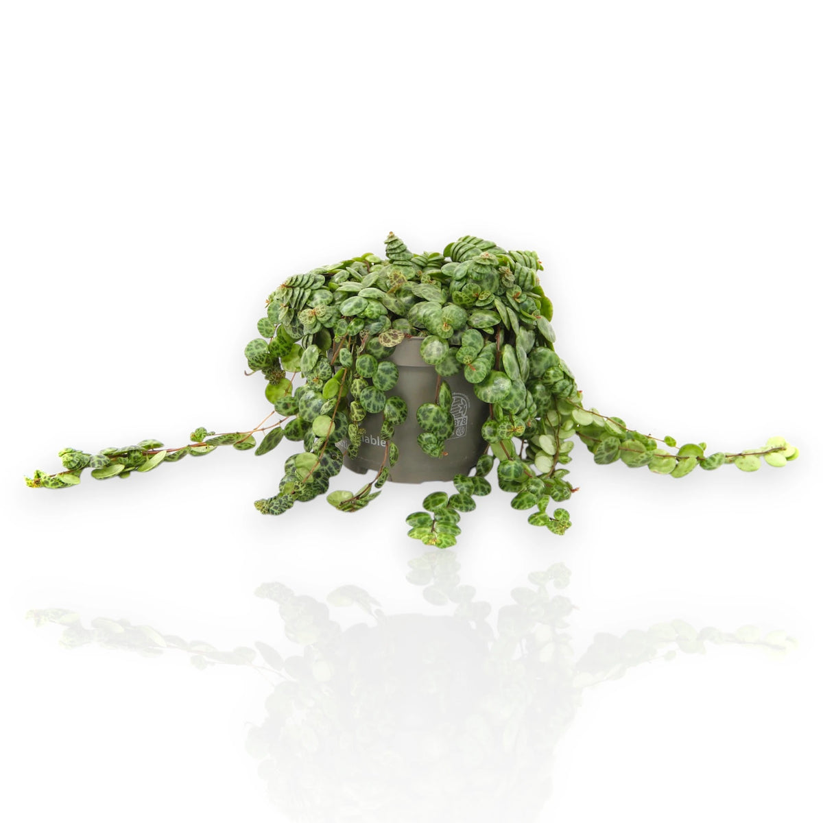 Peperomia prostrata