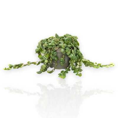 Peperomia prostrata