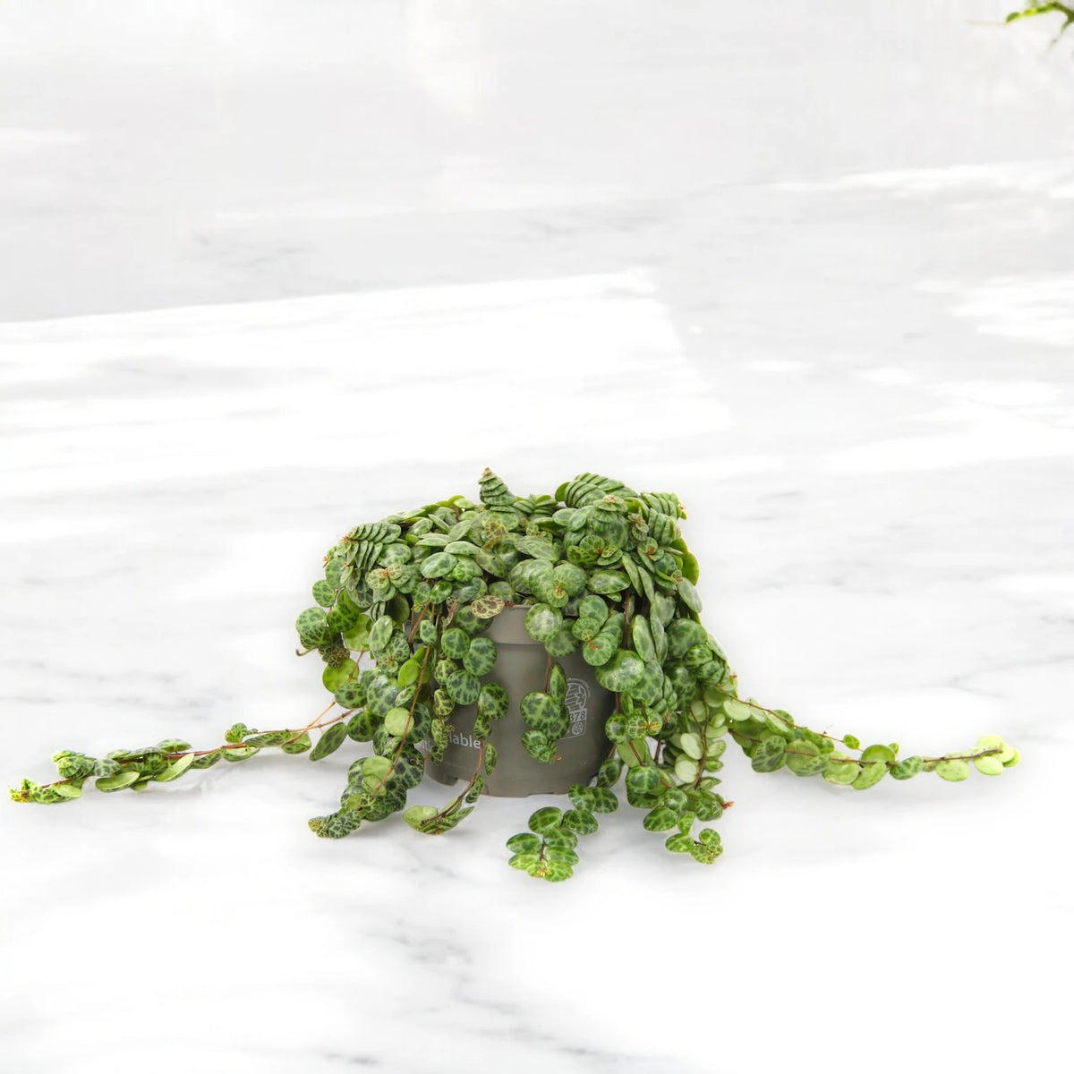Peperomia prostrata