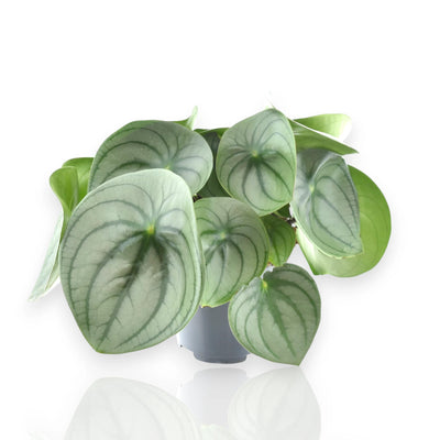Peperomia watermelon big in vaso 