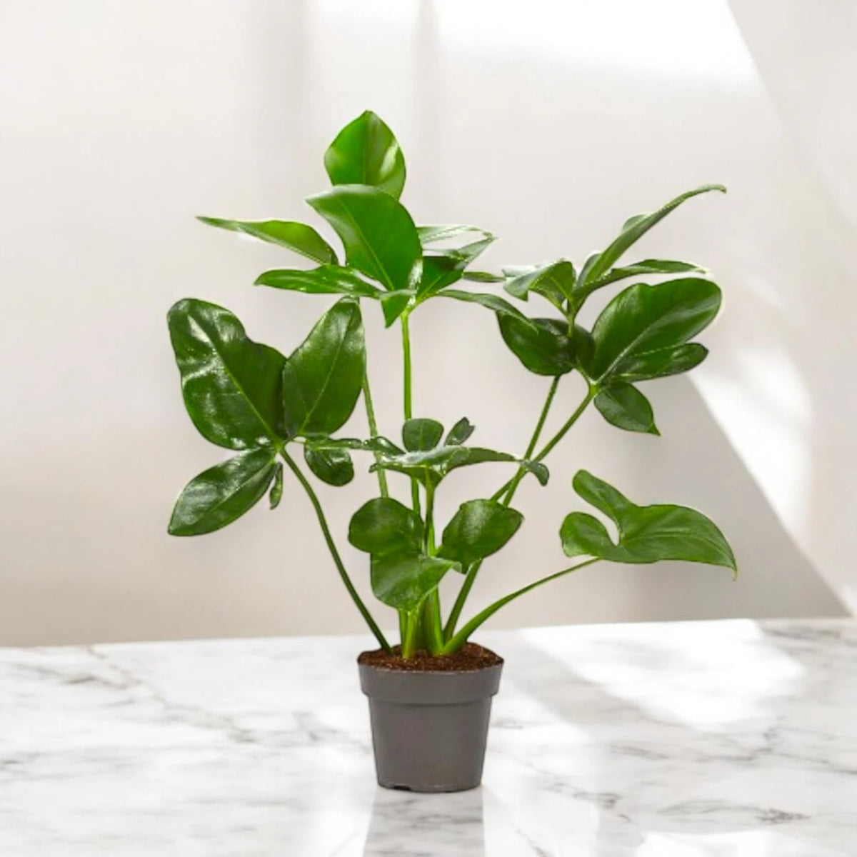 Philodendron 'Fun bun' Green wonder