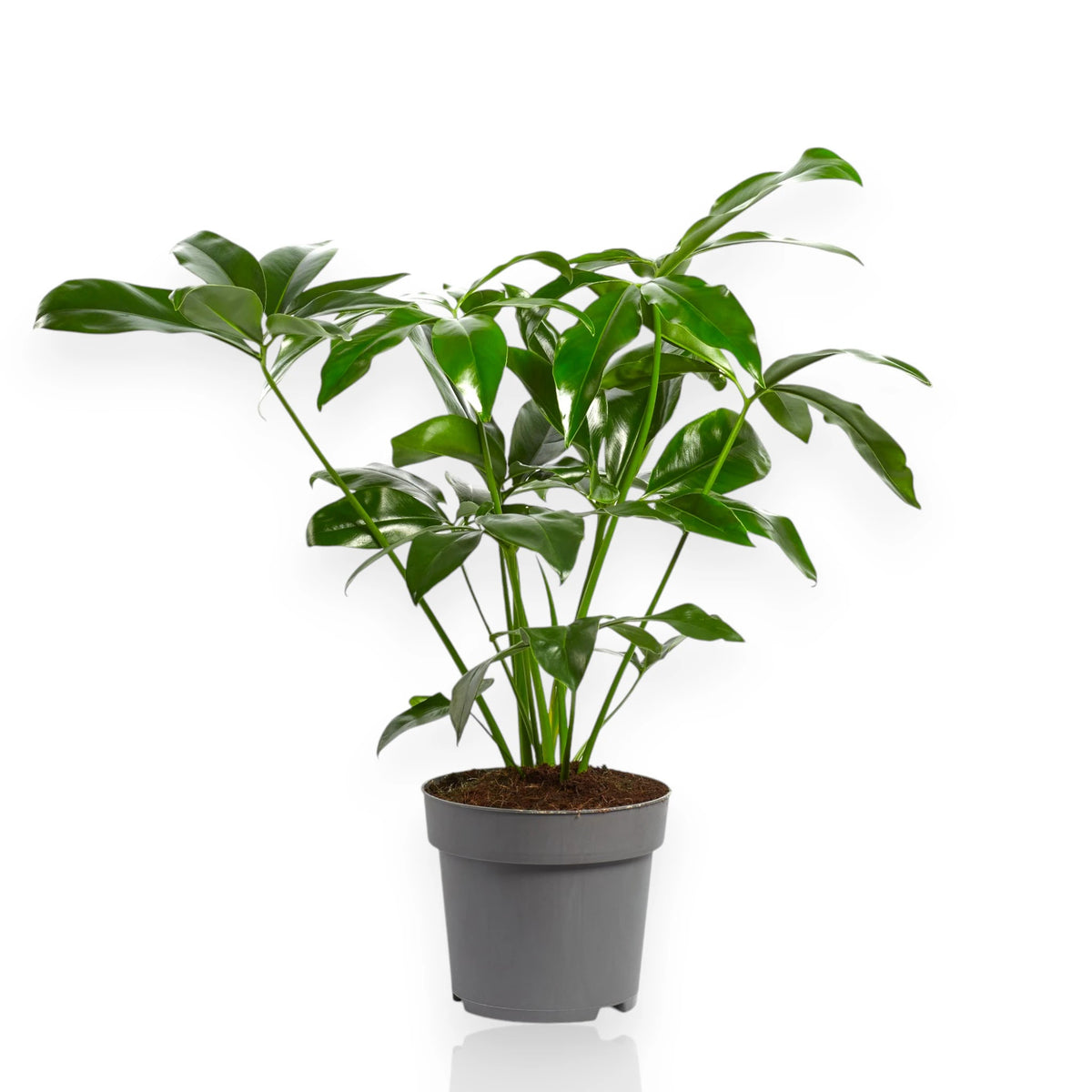 Philodendron Fun Bun Green Wonder 