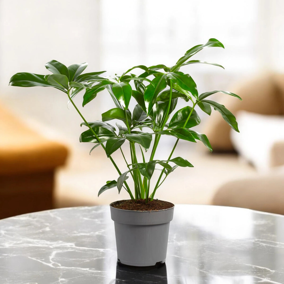 Philodendron 'Fun bun' Green wonder
