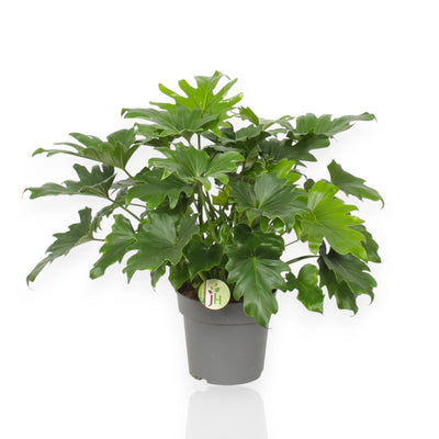 Philodendron Little Hope in vaso 