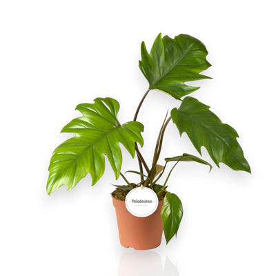 Philodendron Mayoi con foglie palmate lobate in vaso