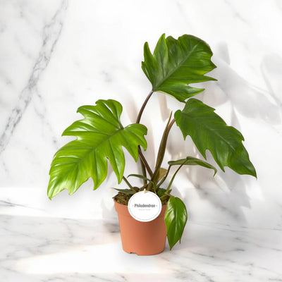 Philodendron 'Mayoi'
