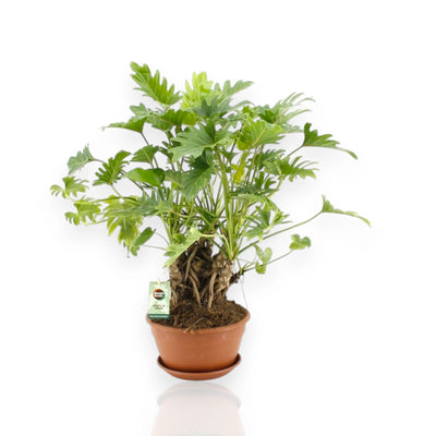 Philodendron Xanadu in vaso 