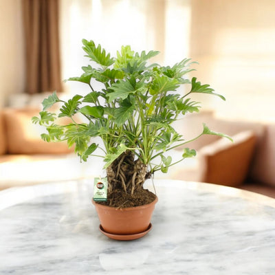 Philodendron 'Xanadu'
