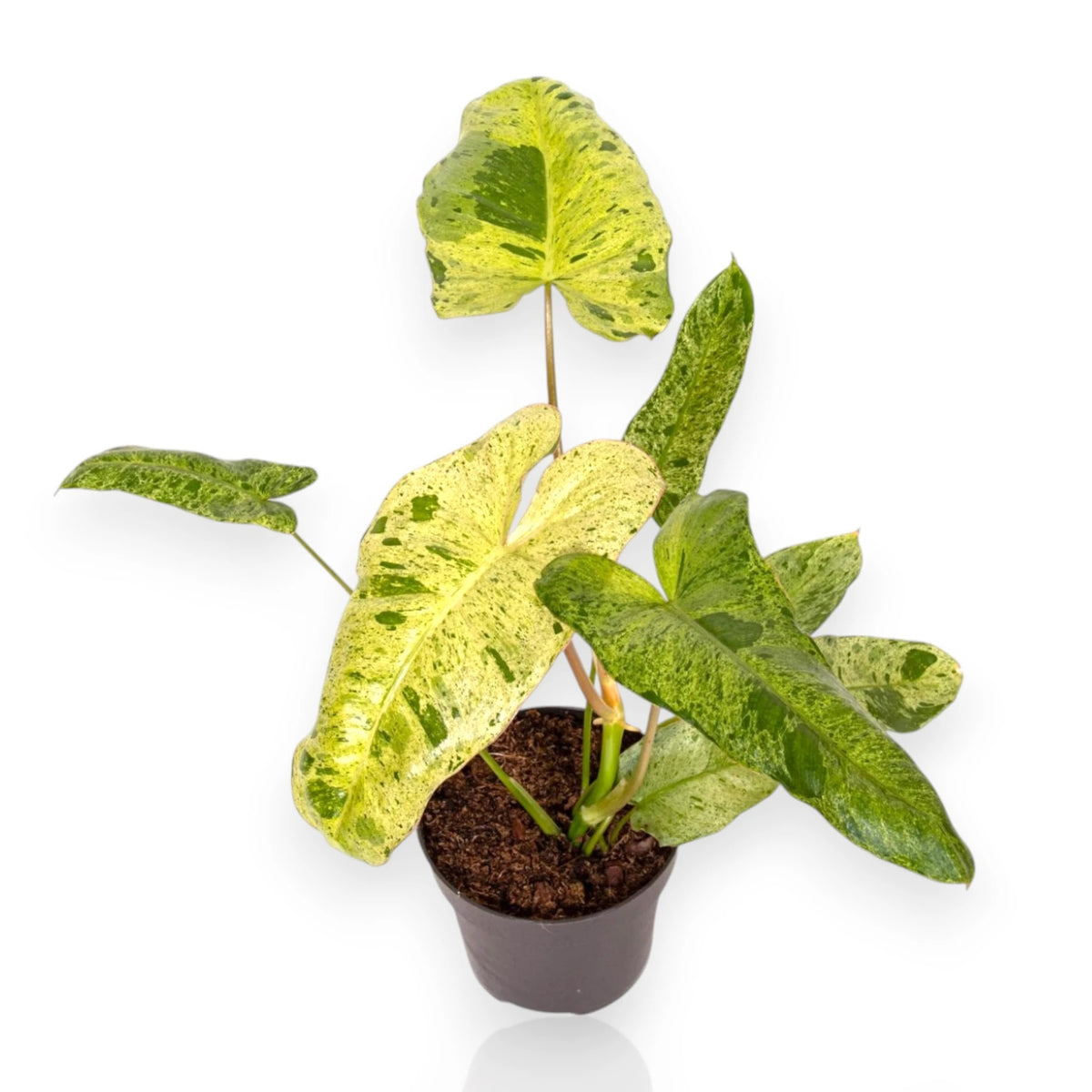Philodendron Paraiso Verde con foglie giganti variegate verde-crema in vaso
