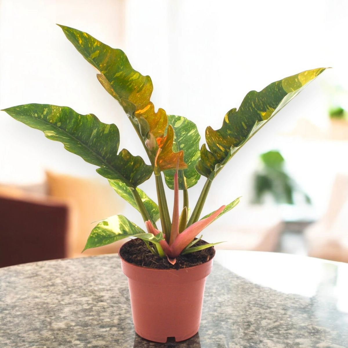 Philodendron ring of Fire
