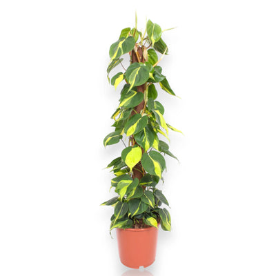 Philodendron scandens Brasil 