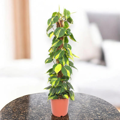 Philodendron scandens Brasil