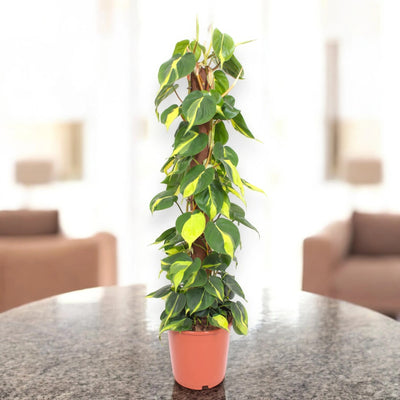 Philodendron scandens 'Brasil'