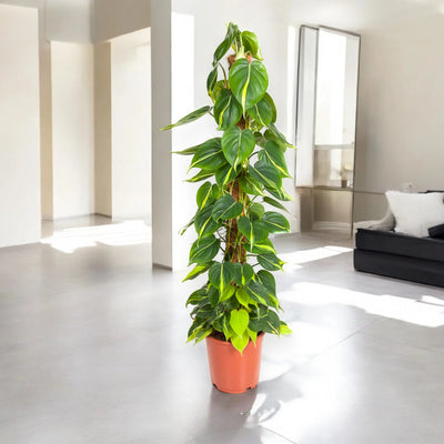 Philodendron scandens 'Brasil'