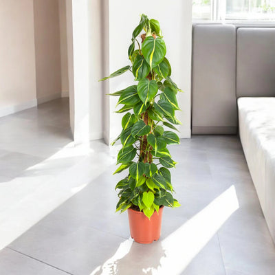 Philodendron scandens 'Brasil'