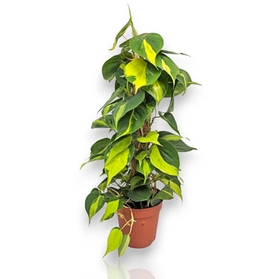 Philodendron scandens 'Brasil'
