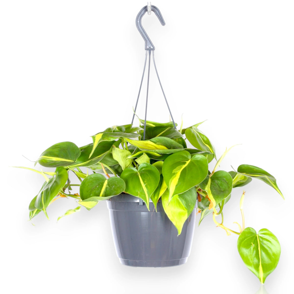 Philodendron scandens 'Brasil'