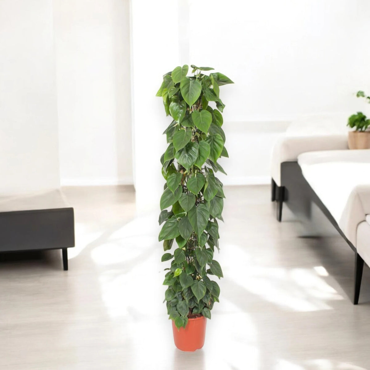 Philodendron scandens