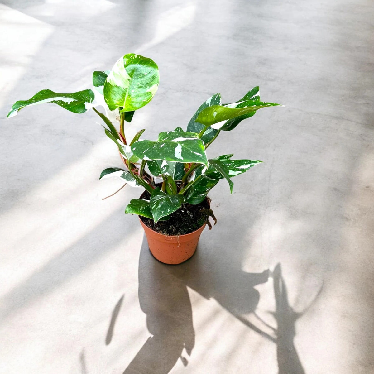 Philodendron White Princess con foglie variegate