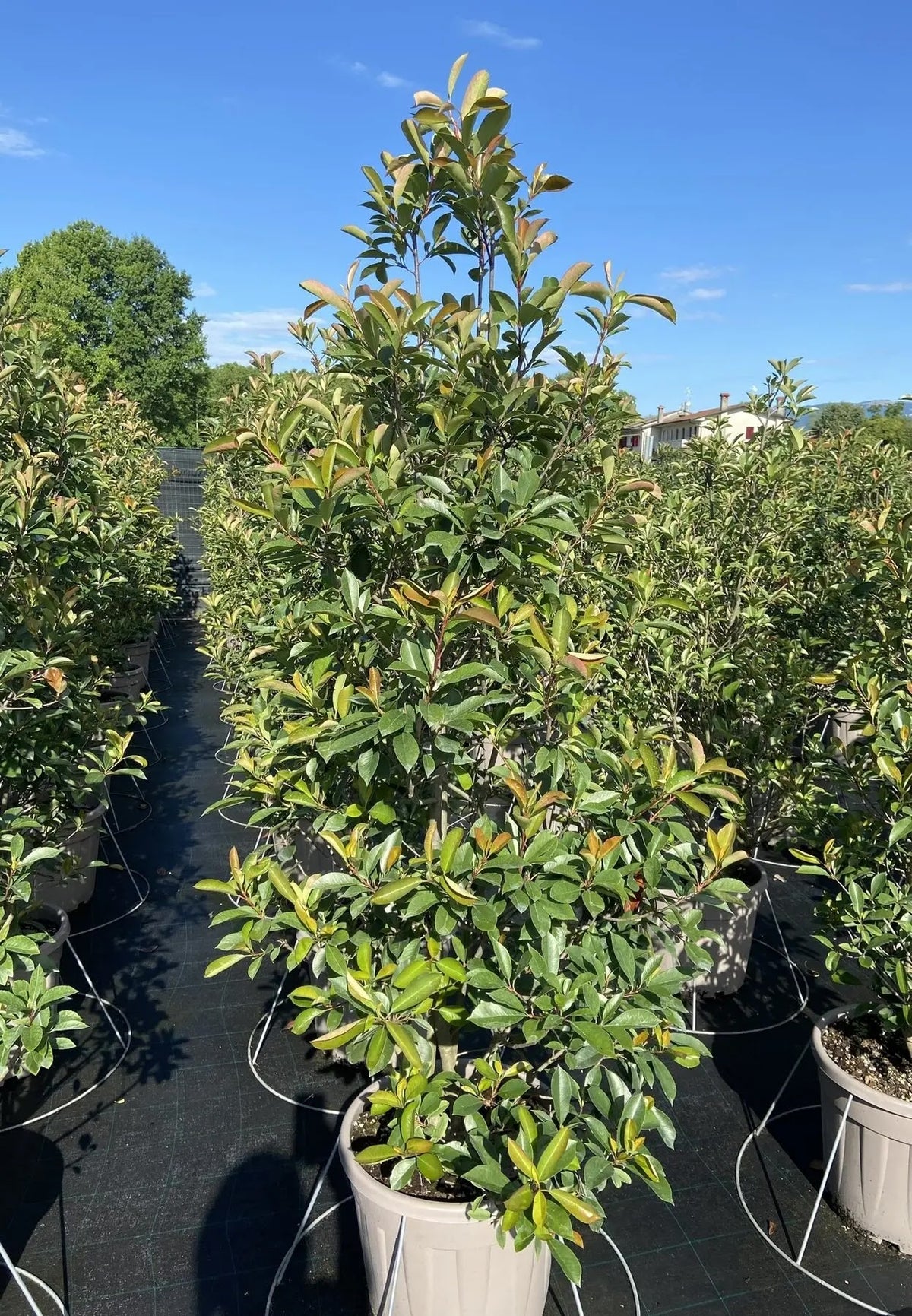 Photinia fraseri 'Red Robin'