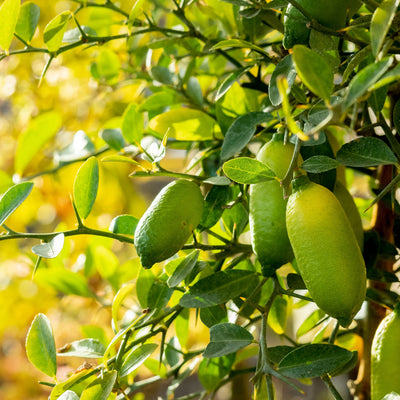 Albero di limone caviale verde con agrumi australiani decorativi coltivati all’aperto