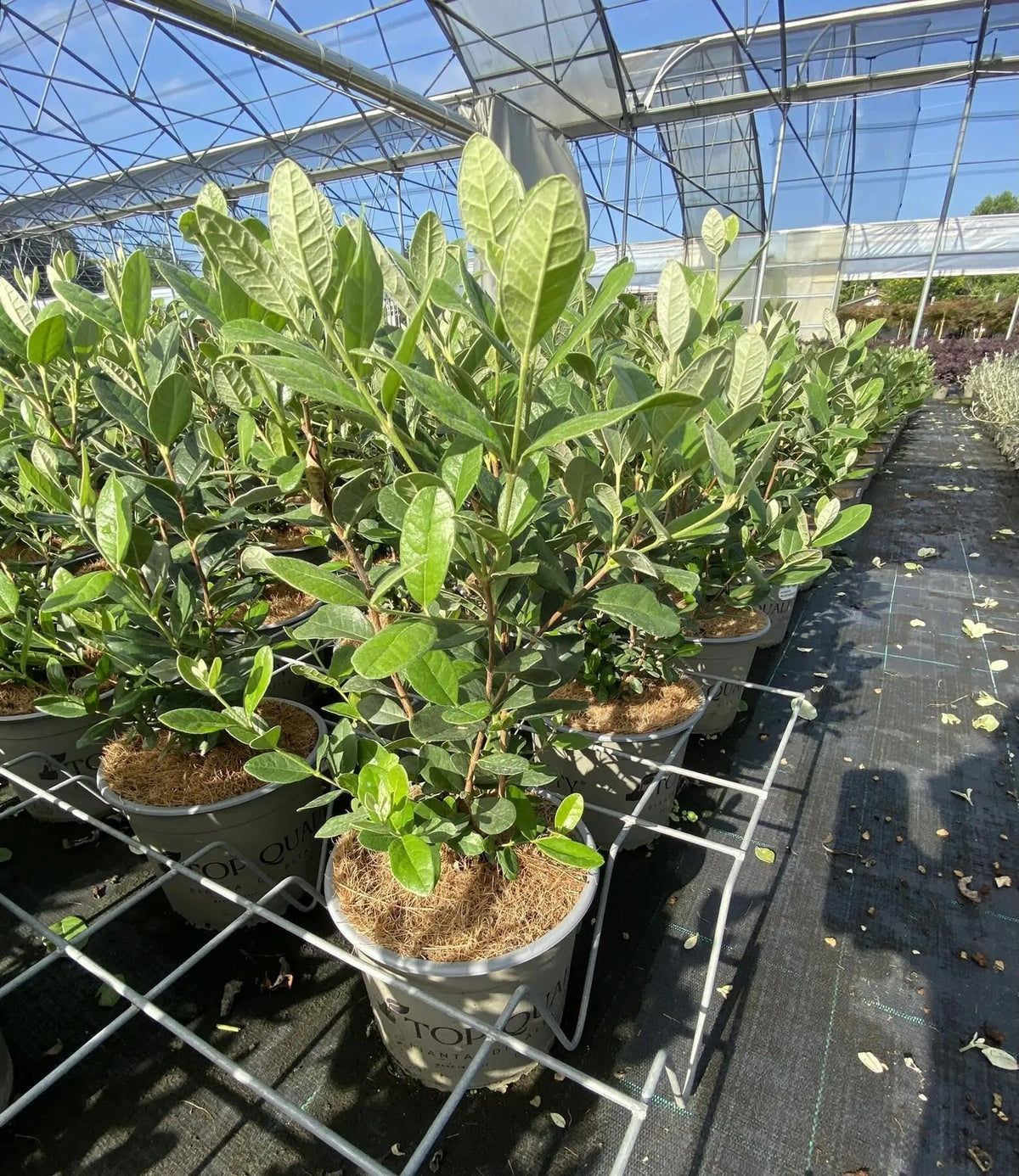 Pianta di Feijoa sellowiana in vaso