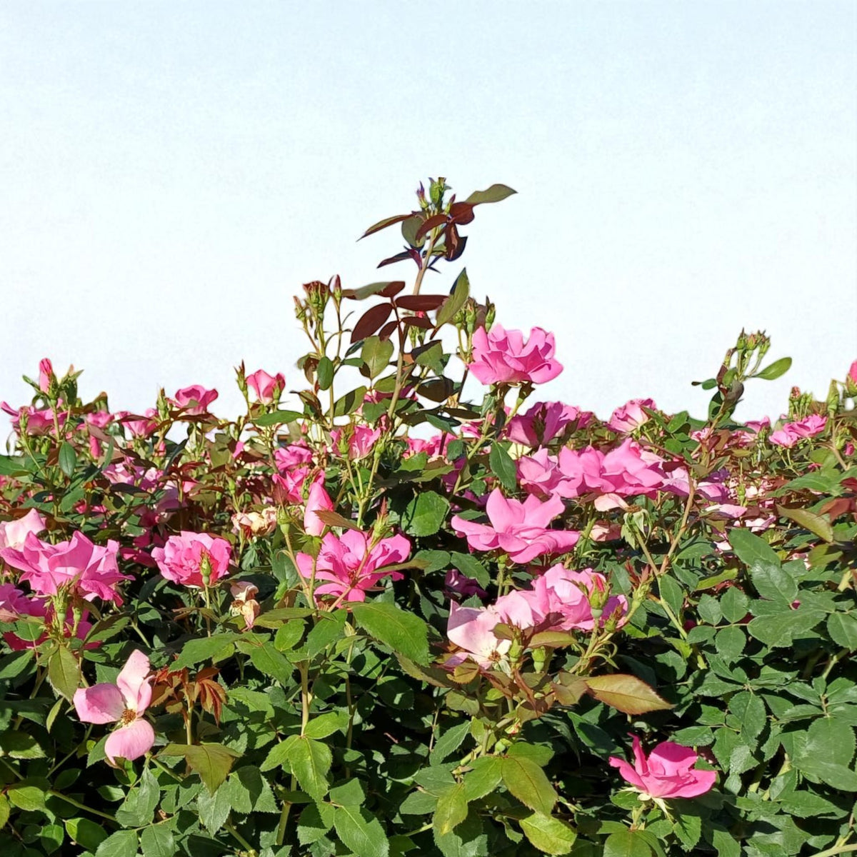 Pianta di rosa Double Pink Knock Out con abbondante fioritura rosa e foglie verdi ornamentali