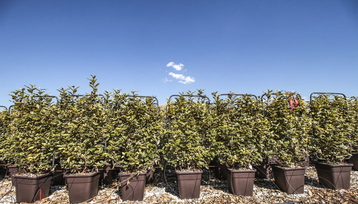 Elaeagnus ebbingei 'Viveleg' in vivaio