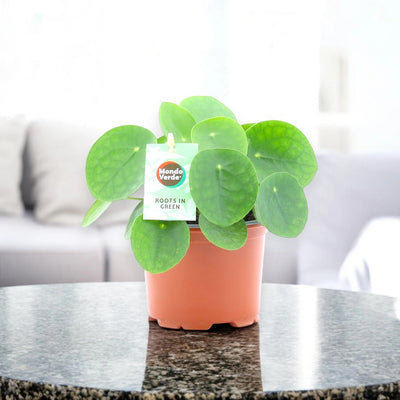 Pilea peperomioides in sala