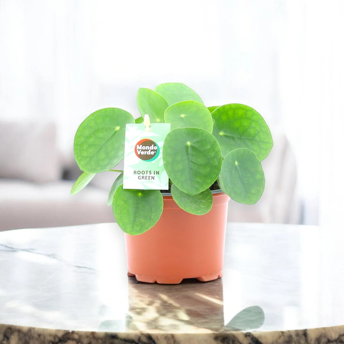 Pilea peperomioides luce naturale