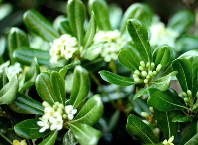 Pittosporo tobira Variegatum in fiore