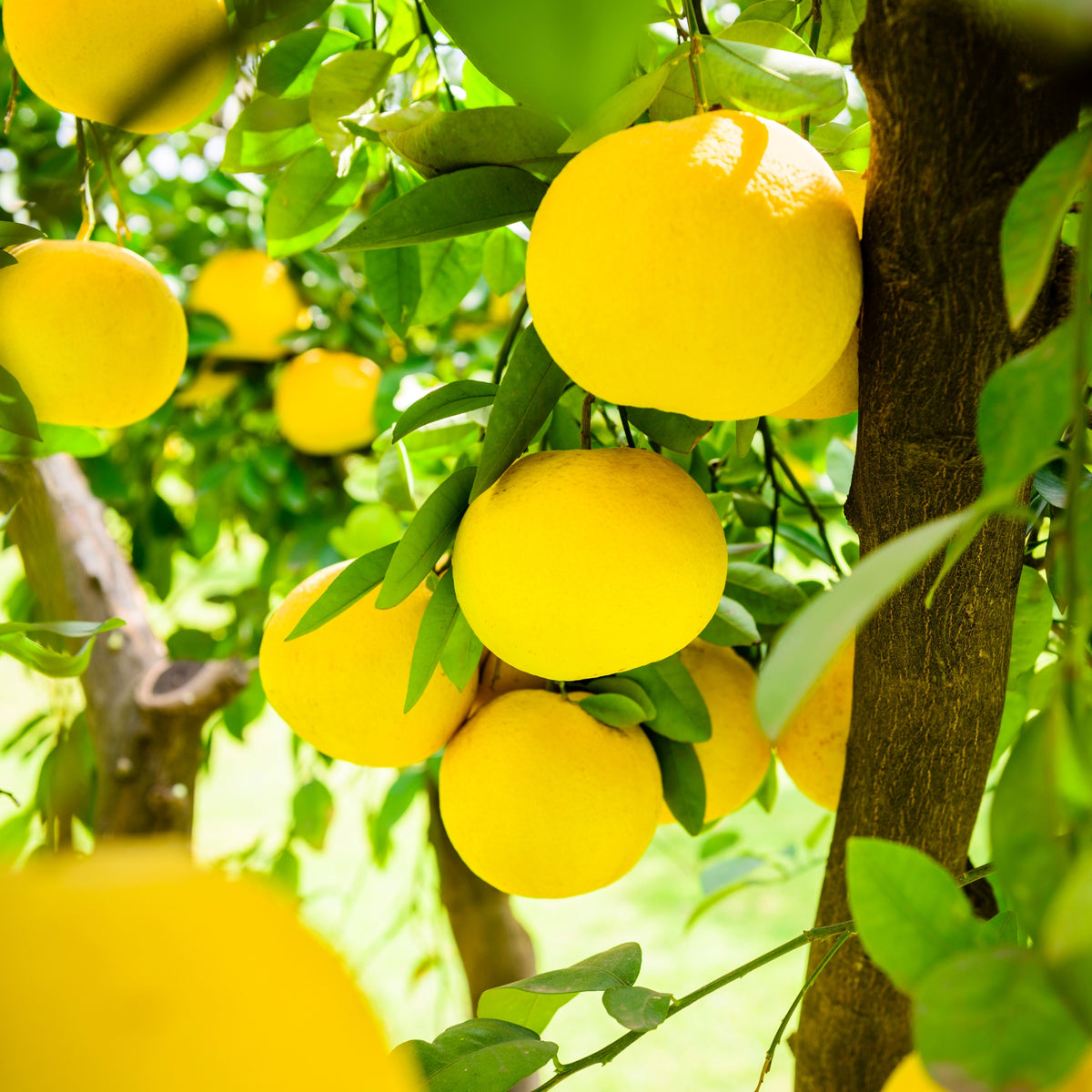 Frutti di pompelmo giallo maturi sull’albero tra foglie verdi lucide