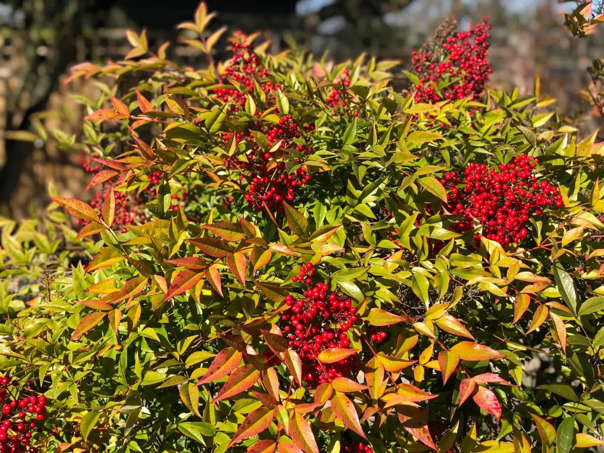 Dettaglio di foglie sfumate e grandi grappoli di bacche rosse.