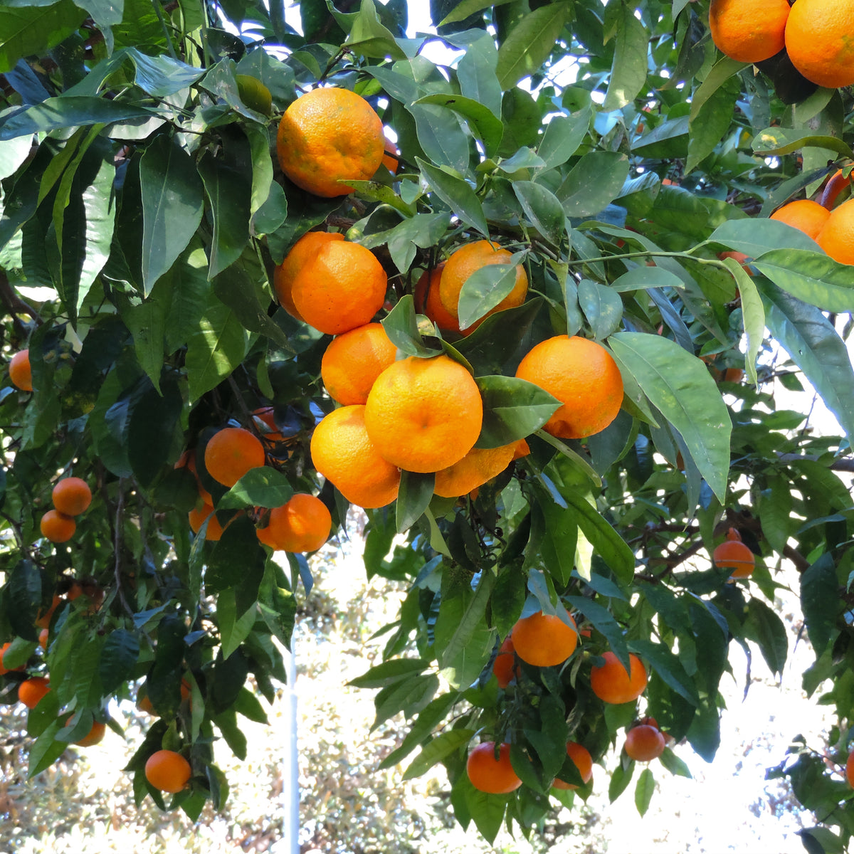 Primo piano di clementine mature dalla buccia arancione brillante
