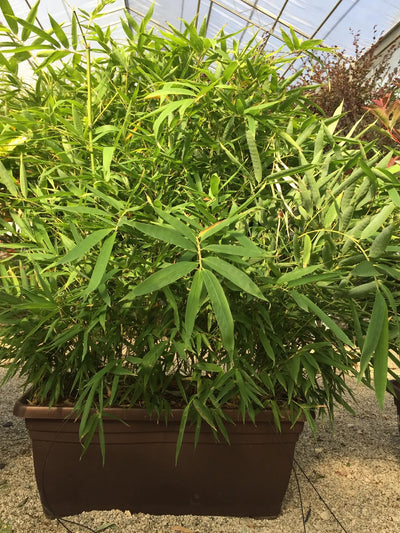 Bambù Metake Pseudosasa japonica in vaso
