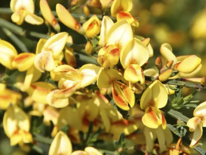 Dettaglio dei Rami fioriti di Cytisus scoparius