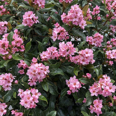 Fiori rosa di Rhaphiolepis Springtime