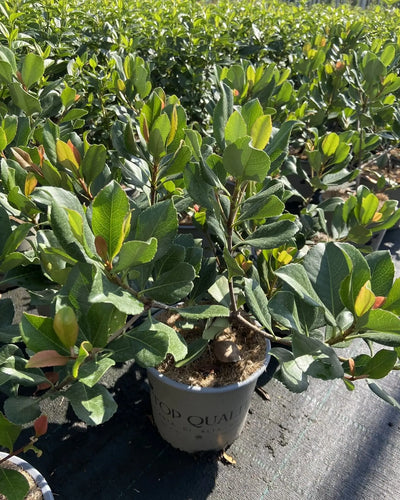 Arbusto compatto di Rhaphiolepis indica Springtime in vaso