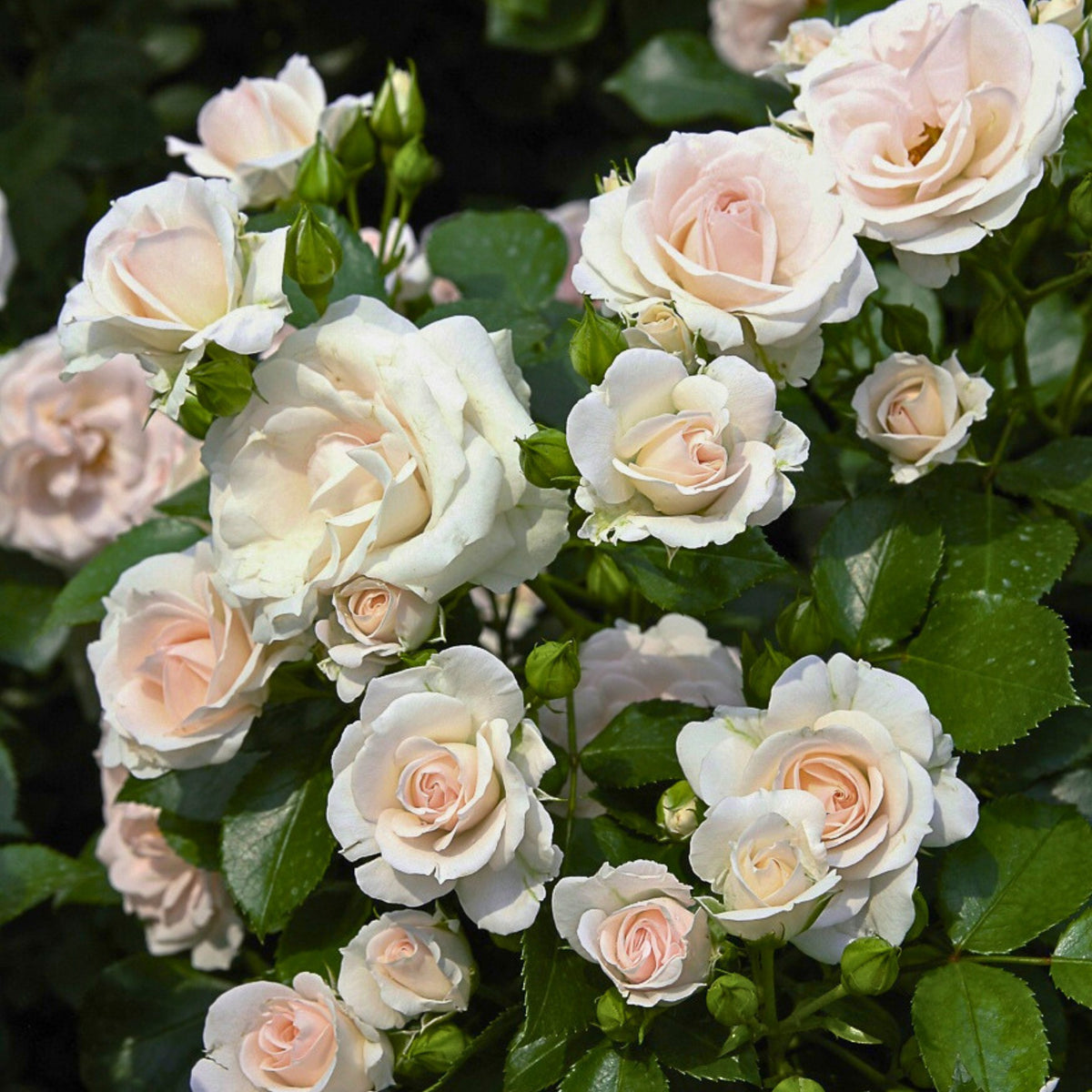 Dettaglio ravvicinato di rosa Aspirin Rose, fiori con petali bianchi